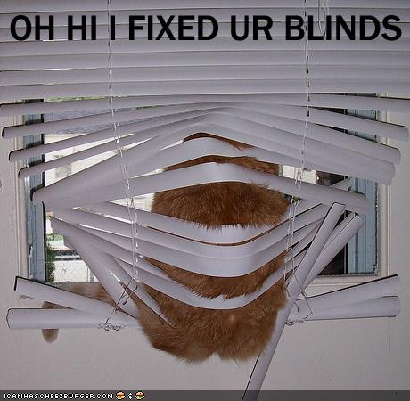 funny-pictures-cat-fixes-your-blinds.jpg