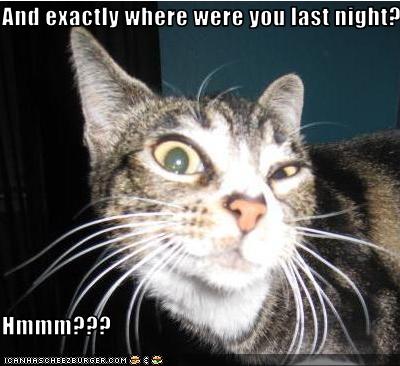 funny-pictures-cat-questions-your-whereabouts8.jpg