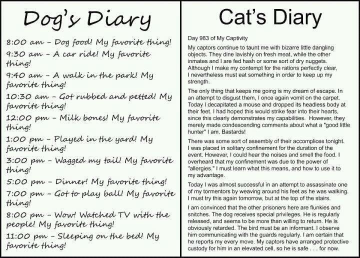 besværlige syndrom acceptabel Kattens (og hundens) dagbog. - Sjov med katte - Katte Forum