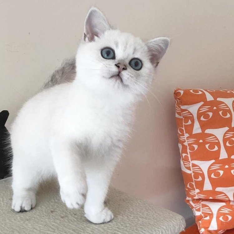 bsh.jpg